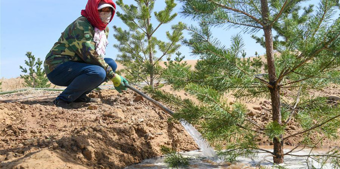 A worker waters Mongolian Scots pine at Duguitala Town of Hangjin Banner in Ordos, north China’s Inner Mongolia Autonomous Region. PC: Xinhua.